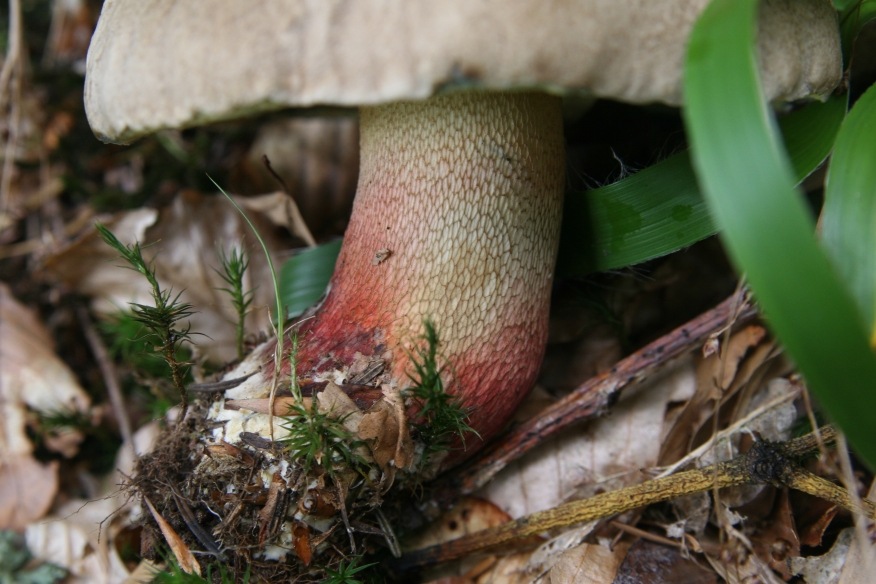 Boletus non identificato dalla Foresta Nera